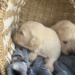 Firebird - Light golden male Golden Retriever puppy in Watkins, Colorado from Brightside Goldens