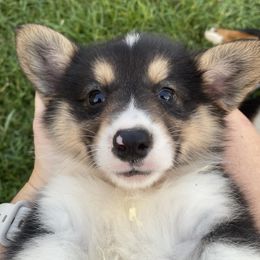 American Corgi and Pembroke Welsh Corgi Puppies from Eden Farms Corgis