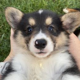 American Corgi and Pembroke Welsh Corgi Puppies from Eden Farms Corgis