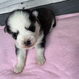Nola - Black and white female Pomsky puppy in Krum, Texas from Paw-Some Pomskies