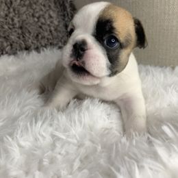 French Bulldog Puppies from NC French Kiss-A-Bulls