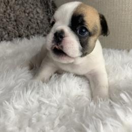 French Bulldog Puppies from NC French Kiss-A-Bulls