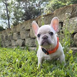 Nyx - White female French Bulldog puppy in Loxahatchee, Florida from Blue Wonder Frenchies