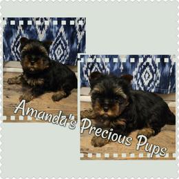Dark Traditional Male - Black and tan male Yorkshire Terrier puppy in Wartburg, Tennessee from Amanda's Precious Pups