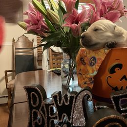 Golden Retriever Puppies from Tupelo Honey Farm's Golden Retrievers