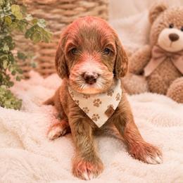 Finley Dean - Cream male Goldendoodle puppy in Valdosta, Georgia from Designer Doodles of South GA