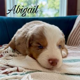 Abigail - Red merle female Miniature Australian Shepherd puppy in Sandy Hook, Kentucky from RidgeTop Aussies
