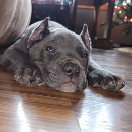 Cane Corso Puppies from Red Wood Cane Corso