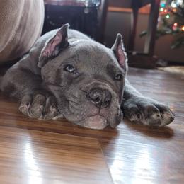 Cane Corso Puppies from Red Wood Cane Corso