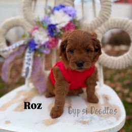 Roz - Red  female Goldendoodle puppy in Herriman, Utah from Gypsi Doodles & Poodles LLC.