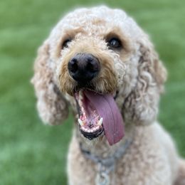 Papi - Poodle
