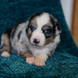 Lambo - Blue merle male Miniature American Shepherd puppy in Kamuela On The Big Island, Hawaii from Royal Hawaiian Aussies LLC