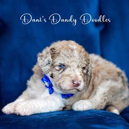 Aussiedoodle Puppies from Dani's Dandy Doodles