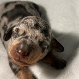 Blue and tan dapple boy - Blue and tan male Dachshund puppy in Lakeland, Florida from Berry Dachshunds