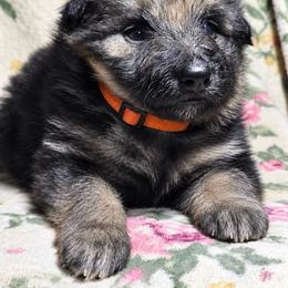 Boy 2 - Black and tan male German Shepherd puppy in Allentown, Pennsylvania from VMH Shepherds