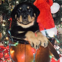 Rottweiler Puppies from Vom Arnold-Hause Rottweilers