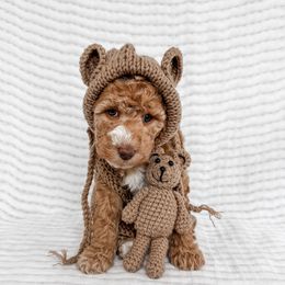 Crushed Velvet - Apricot female Goldendoodle puppy in Roanoke Rapids, North Carolina from Sweeter than Honey Doodles