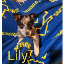Lily - Blue female Australian Cattle Dog puppy in Morgantown, West Virginia from Hilltop Heelers