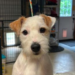 Simon - Tri-colored male Parson Russell Terrier puppy in Georgia from Thunder Hill Terriers