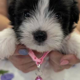 Serena - Black and white female Havanese puppy in Anderson, South Carolina from Moe's Goldens and HavAntics