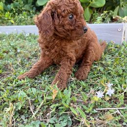 Jack - Red  male Poodle puppy in Cape Coral, Florida from Katherine’s Yorkies and Poodles
