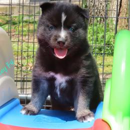 Bailey Female 4 - Black female Siberian Husky puppy in Hiawassee, Georgia from Chastains Huskies