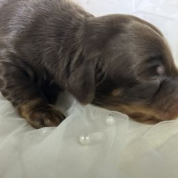 Mitch - Chocolate and tan male Dachshund puppy in Oregon from SoCo Dachshunds