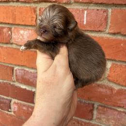 Meg - Chocolate and tan female Pomeranian puppy in Inola, Oklahoma from My Bella’s Pomeranians