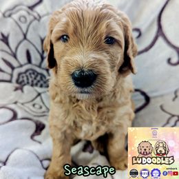Seascape - Apricot male Goldendoodle puppy in Santa Cruz, California from Lu Doodles