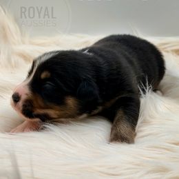 Obsidian - Black tri-color male Australian Shepherd puppy in Petersburg, Indiana from Royal Aussie’s