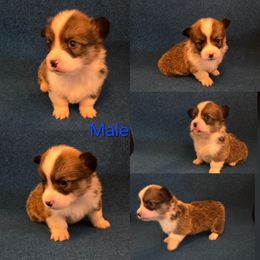 Pembroke Welsh Corgi Puppies from RRR Corgis