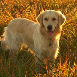 Dharma - Golden Retriever