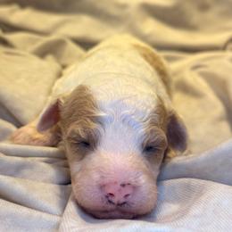 Author - Parti male Goldendoodle puppy in Saint Louis, Missouri from Jax Doodles