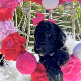 Aussiedoodle and Goldendoodle Puppies from Cuddly Doodles