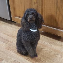 Roxy - Poodle
