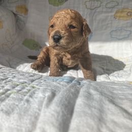 Goldendoodle Puppies from Cassie Farms