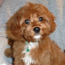 Cavachons, Cavalier King Charles Spaniels, Cavapoos, and Cocker Spaniels from Walnut Grove Cavaliers