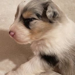 Australian Shepherds from Crowned Royalties Aussies
