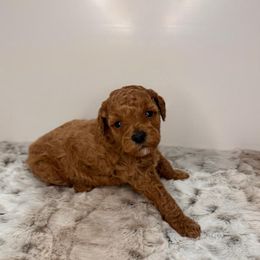 Angel - Red  male Poodle puppy in Davie, Florida from Dave Poodles