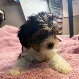 Chuck - Black & tan tri-color male Morkie puppy in Florence, Kentucky from 4paws4ever by Design