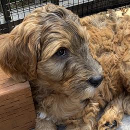 Goldendoodle Puppies from Rosie's Doodle Den