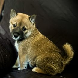 Chadwick - Sesame male Shiba Inu puppy in Ewing Township, New Jersey from NJ Shiba Baby