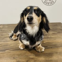 Luna - Dachshund