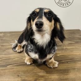 Luna - Dachshund