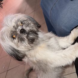 Sassy - Shih Tzu
