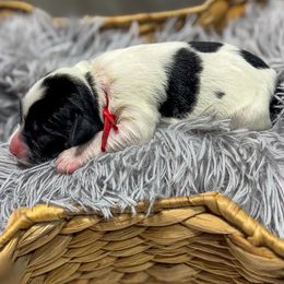 Duchess - Caramel ice female Australian Labradoodle puppy in Avon, Indiana from Forever Friends Labradoodles