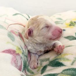 Willow - Parti female Poodle puppy in Surprise, Arizona from Gentle Paw Goldendoodles
