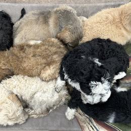 Bernedoodle puppies from Nana’s Doodles