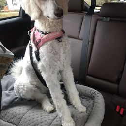 Poodle All Grown Up from Middle Earth Standard Poodles