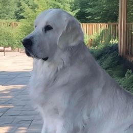 Howzit - Golden Retriever